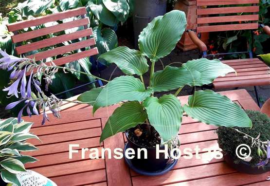 Hosta Goldbrook Grebe